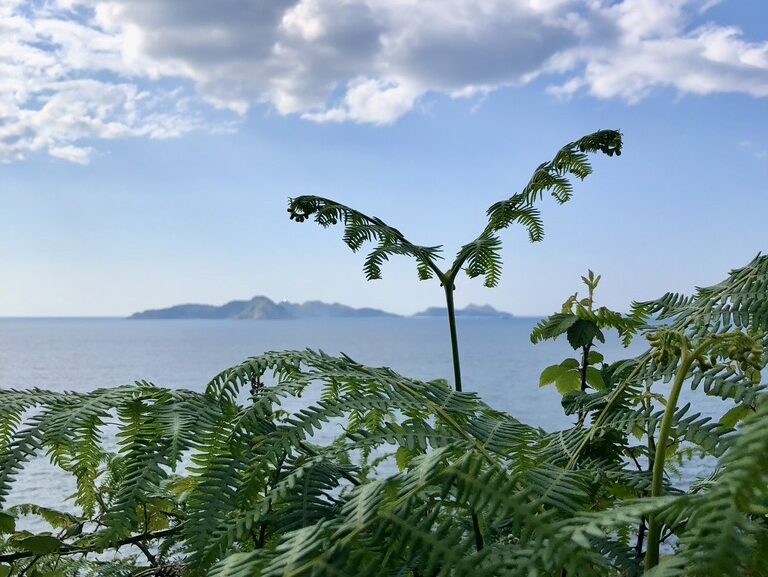 Re: Rewilding Creativity